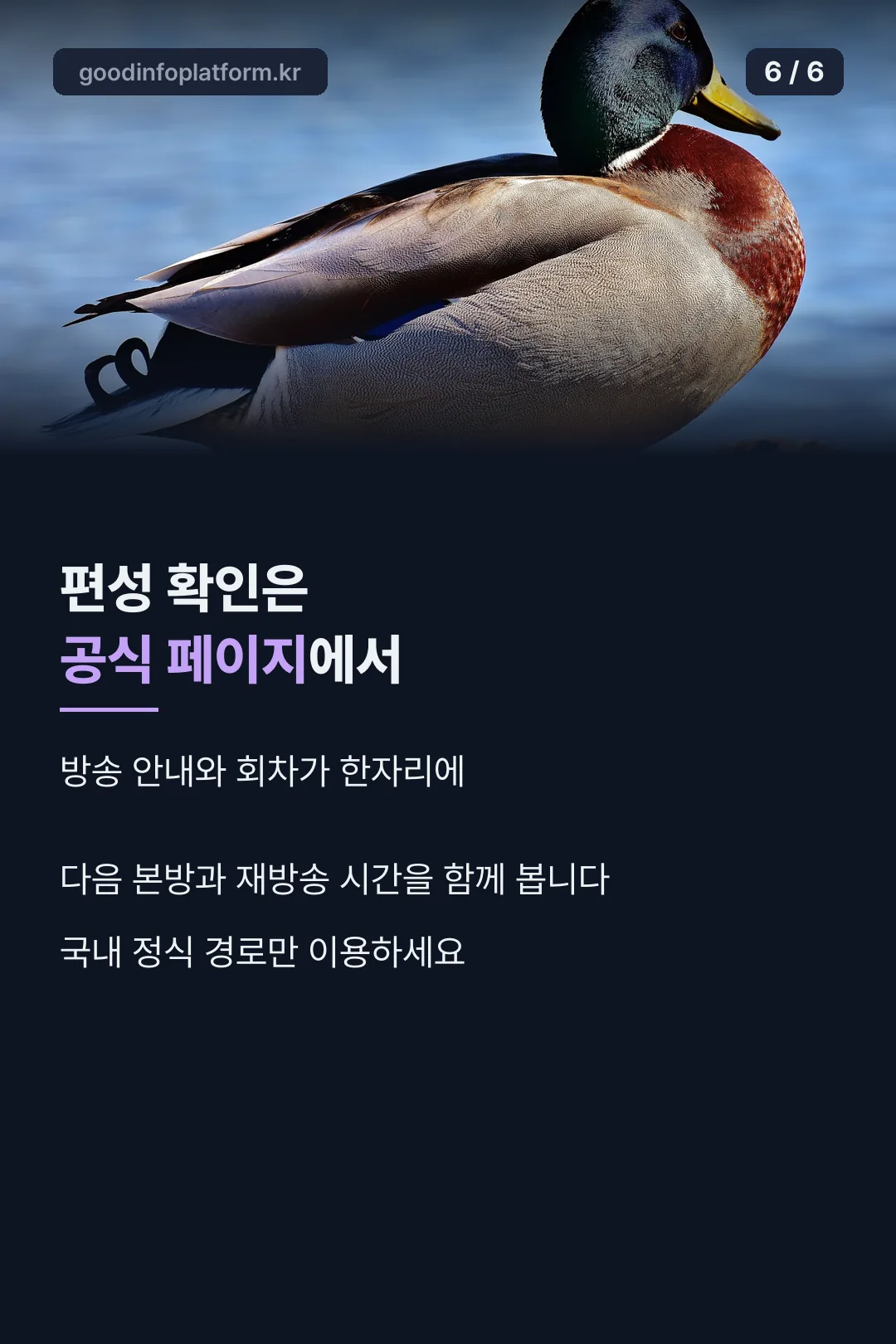 공식 편성 확인